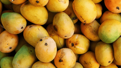 Hyderabad: 4800 kg mangoes seized, 2 arrested for artificial ripening