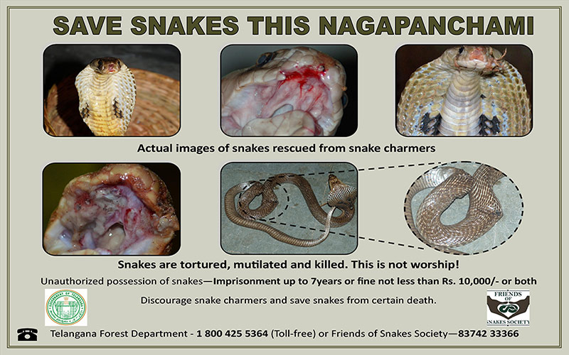 Forest wing joins NGO to curb violence against snakes