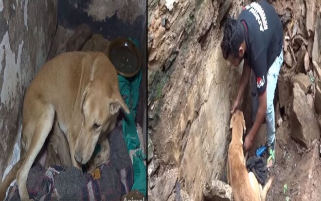 Incessant cries for help from mother dog lead to saving puppies