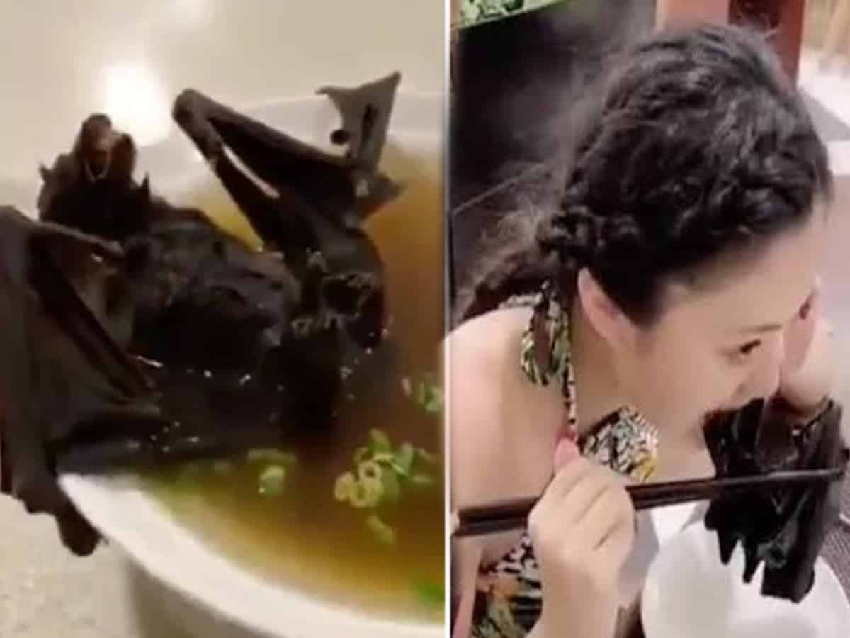 Experts think 'Chinese virus' linked to bat soup1200 x 900