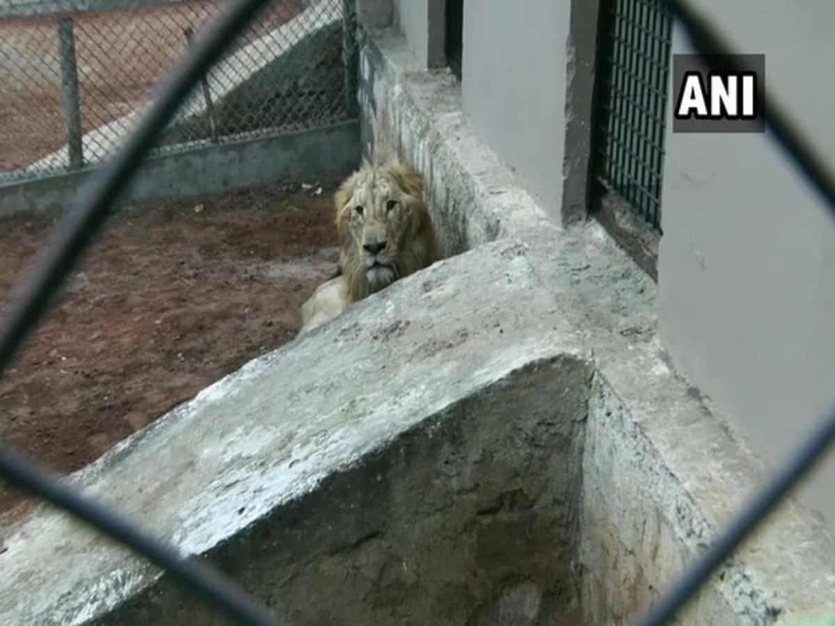 Bhopal's Van Vihar National Park gets two lions from Bilaspur