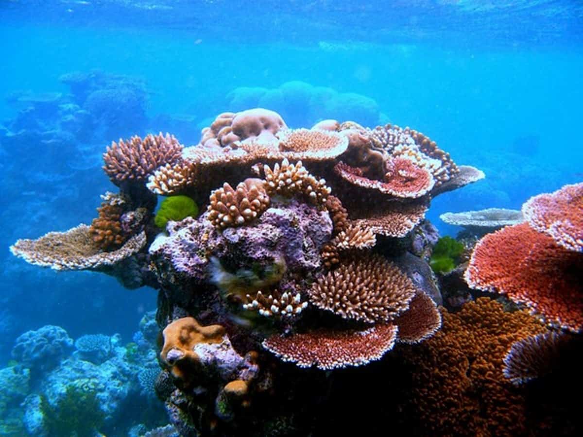 Des scientifiques cartographient les récifs coralliens vivants avant et après une vague de chaleur marine