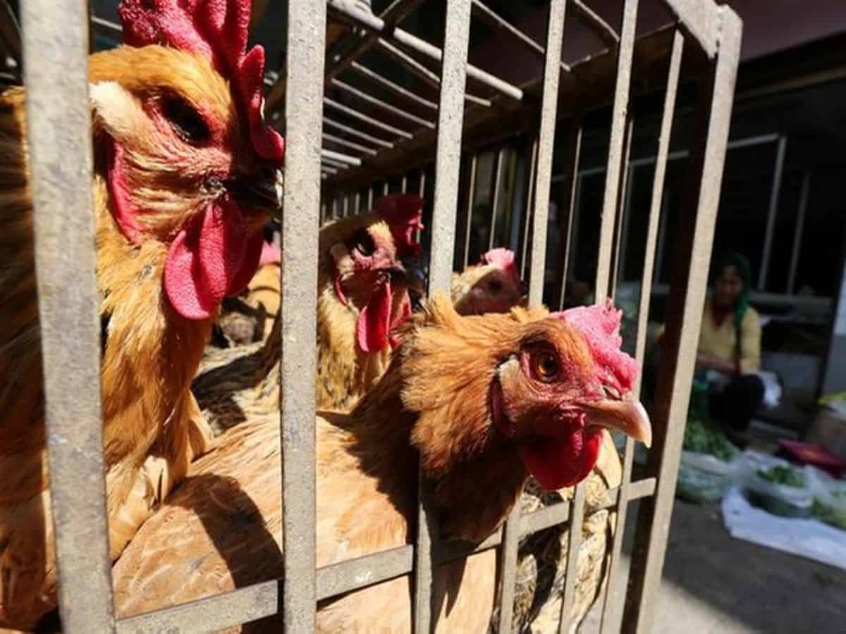 China reports bird flu outbreak amid coronavirus crisis
