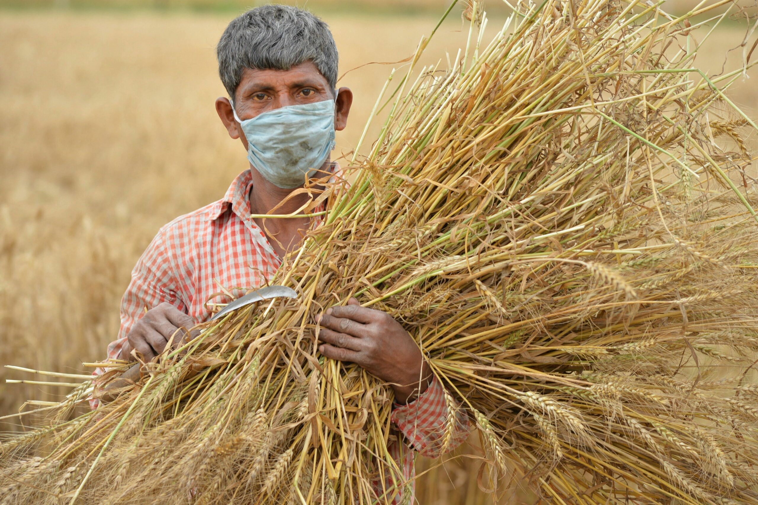 In northern india they harvest their wheat. Сельское хозяйство Индии. Агрокультура индейцев. Индийские фермеры. Фермеры в Индии.
