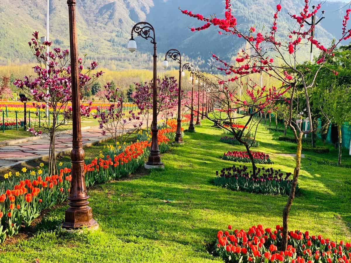 Asia's largest Tulip Garden in full bloom