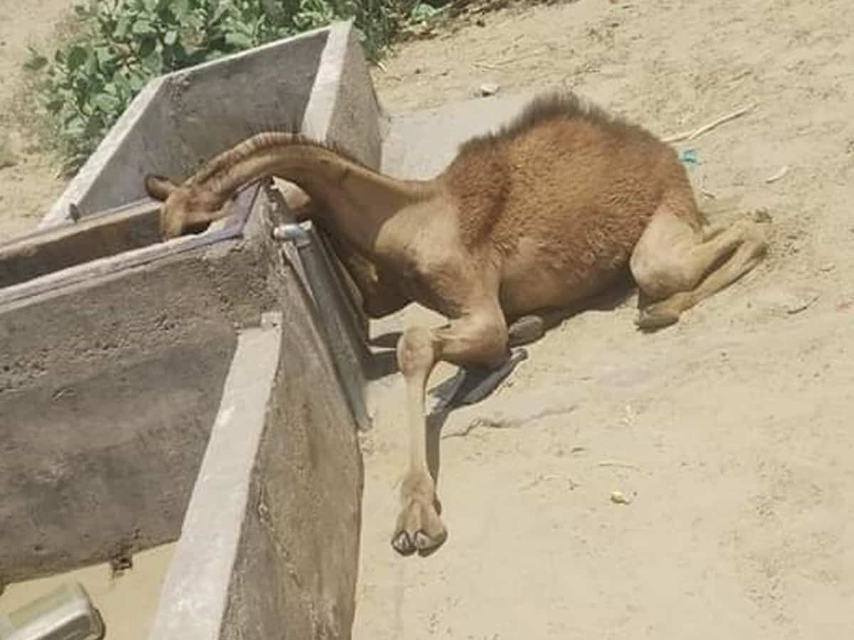 Rajasthan: Dead thirsty camel creates stir on social media