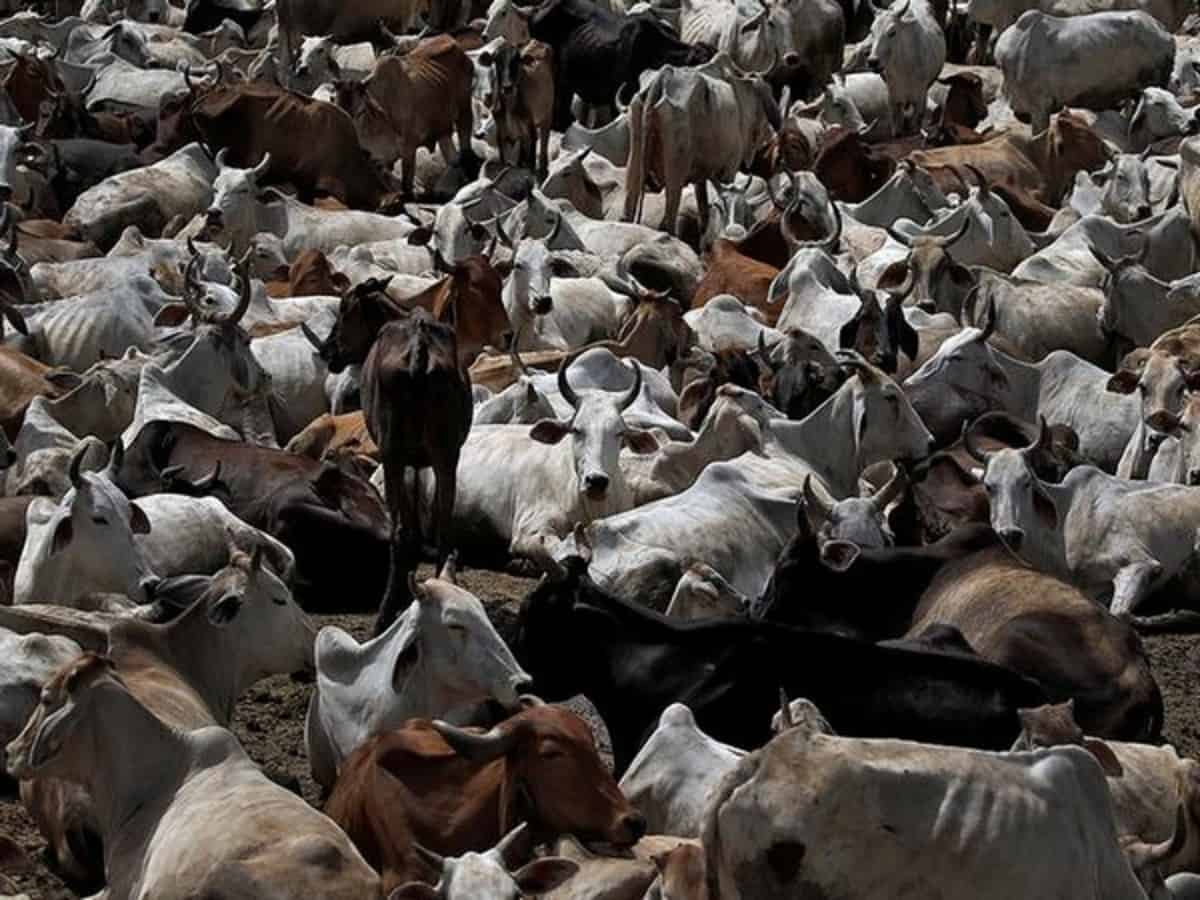 UP farmers battle cattle menace due to Yogi's 'gau raksha' drive