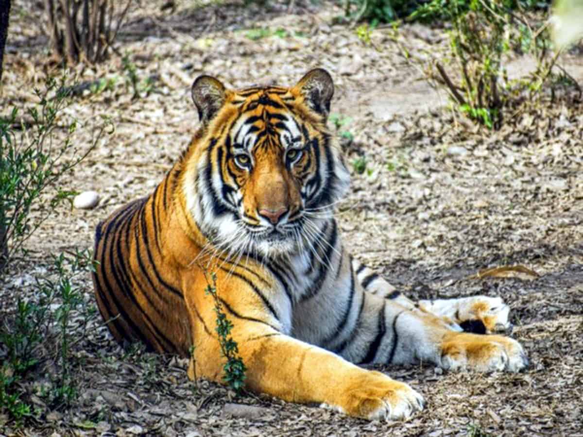 Telangana's Amrabad Tiger Reserve vulnerable to habitat degradation