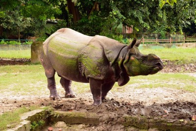 Hangout with animals, Kolkata's Alipur Zoo goes virtual