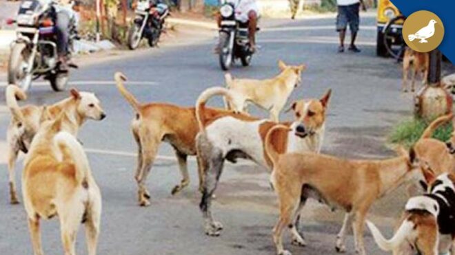 Hyderabad: Veterinary department swings into action over dog menace