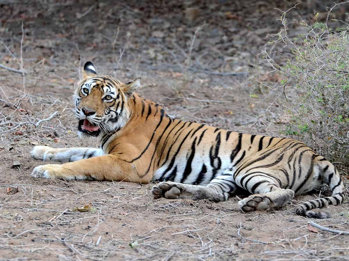 Andhra Pradesh: Tigress found dead in Nallamala forest