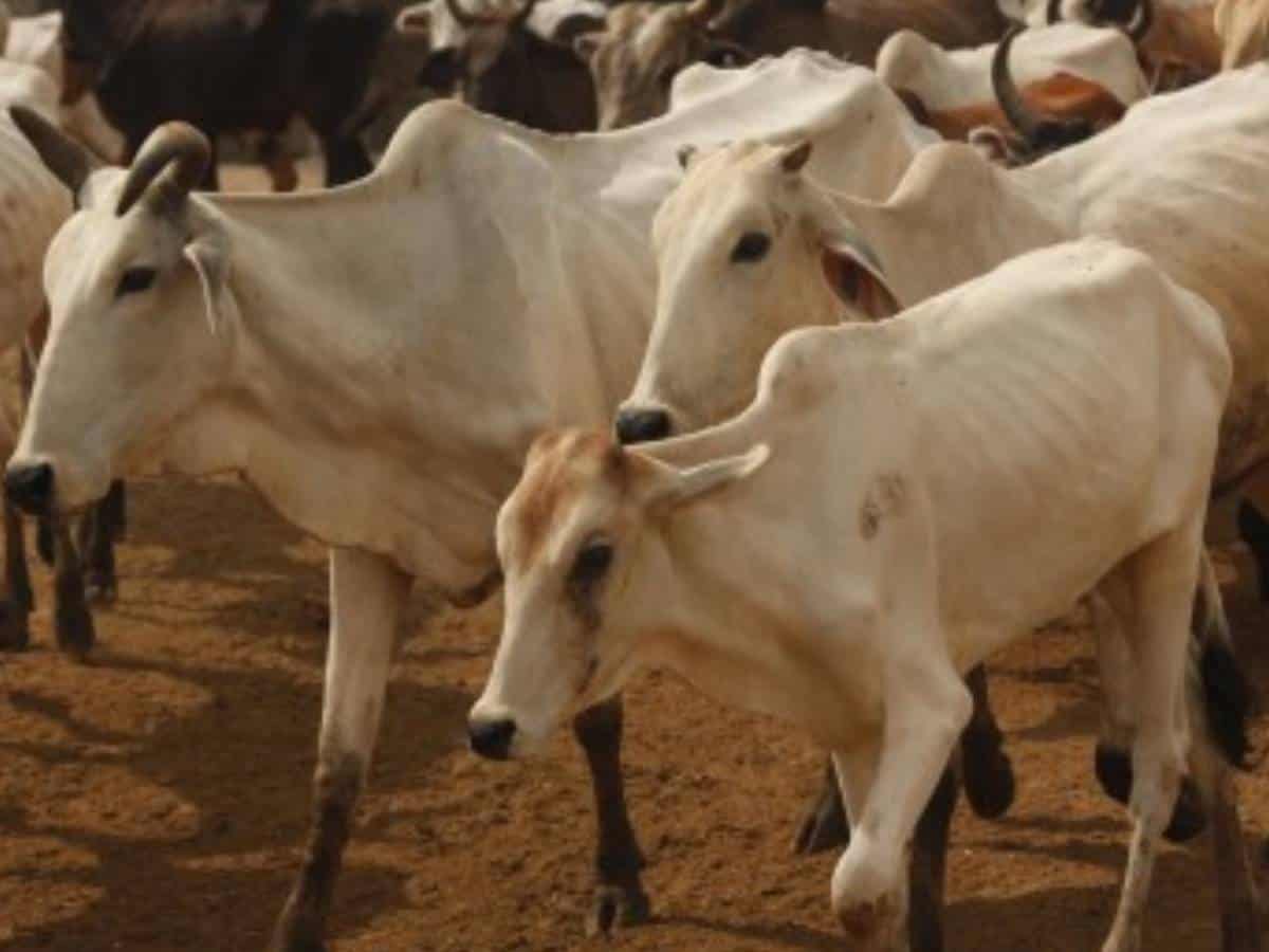 Telangana: 14 cows killed in road accident