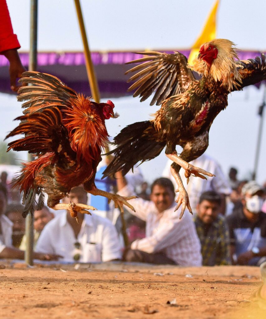 Bhogi festival in Andhra Pradesh