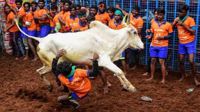 SC to hear on November 22 pleas against bull-taming sport Jallikattu