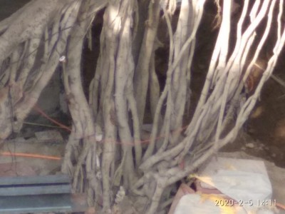 300-yr-old Banyan tree in Chandni Chowk awaits saviours