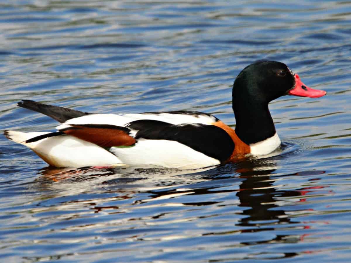 Shelduck