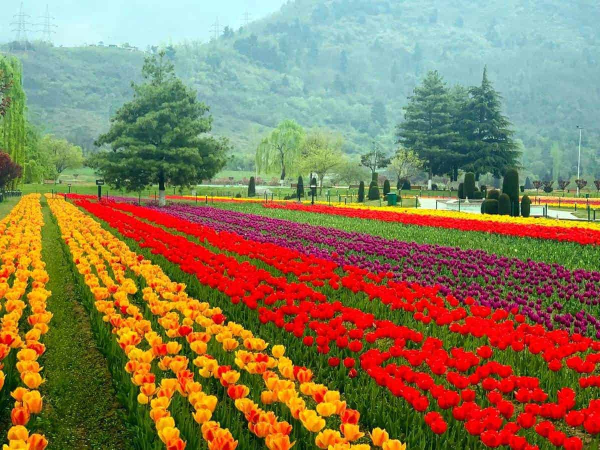 Meet the men behind Asia's largest Tulip Garden in Kashmir