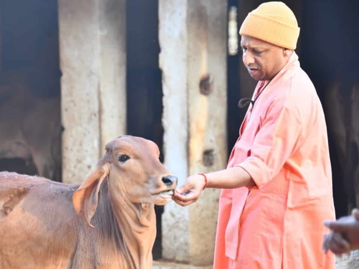Yogi sets up 700 help desks, medical equipment for protecting cows from  COVID