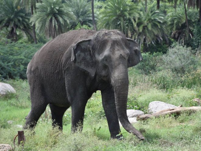 Man-animal conflict: Elephants trample farmer to death in Andhra