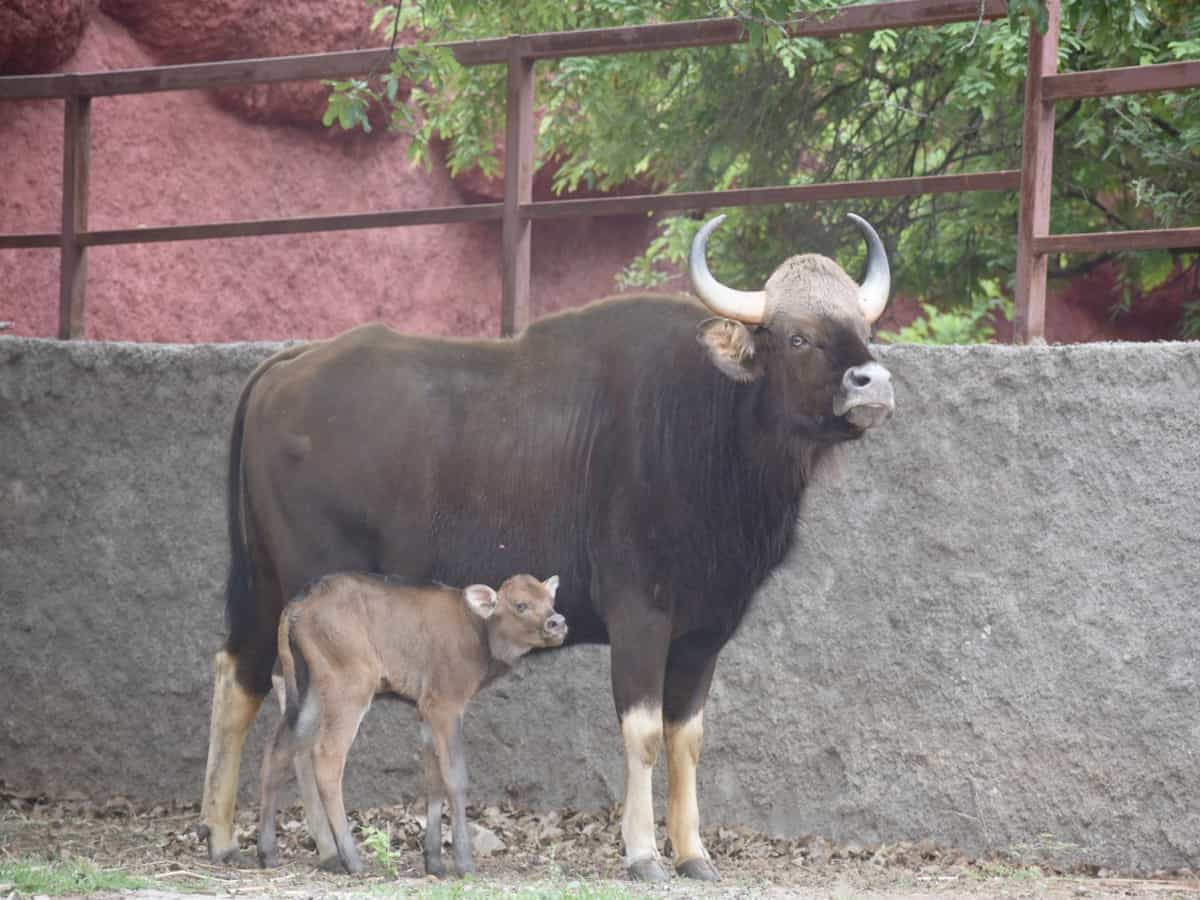 Indian Gaur,horned Rhinoceros gives birth to calfs at Nehru Zoo park