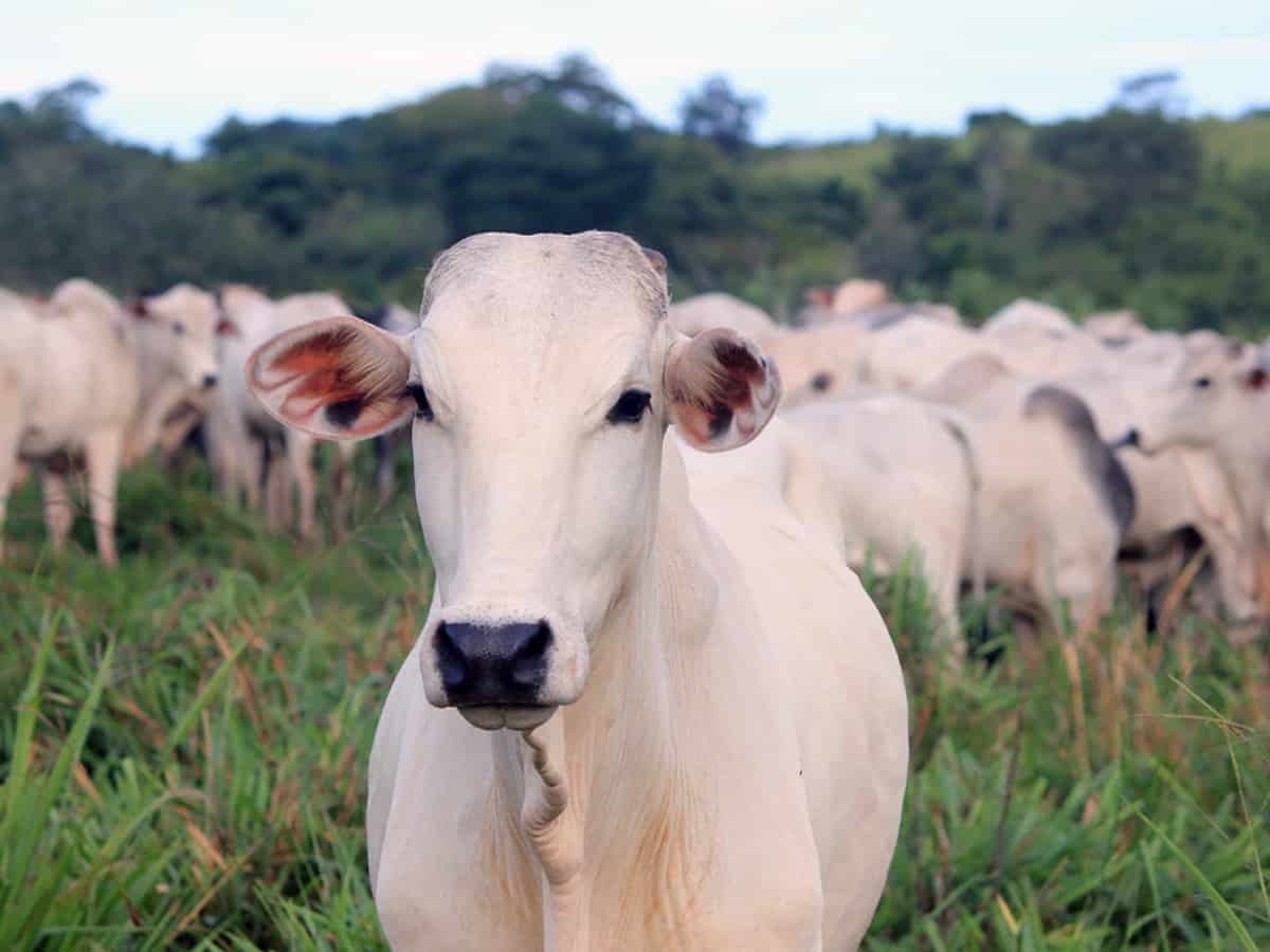 Lumpy skin disease infecting cattle in Jharkhand