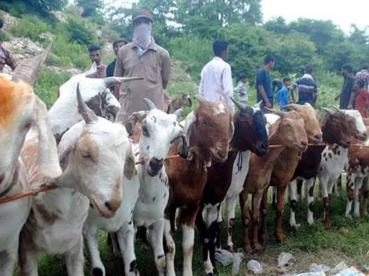 Sacrificial animal prices rise by 30% due to COVID-19