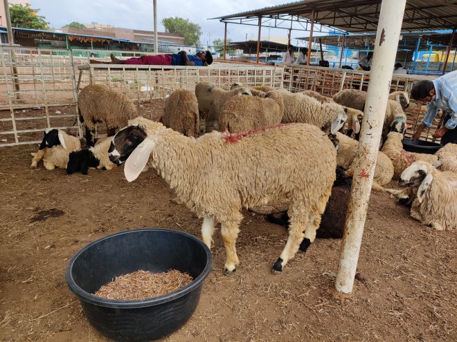 Ahead of Eid al-Adha, Peta seeks ban on animal sacrifice