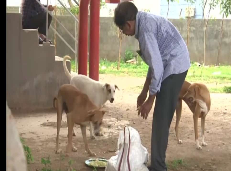 Hyderabad: 63-year-old animal activist feeding, rescuing stray animals for  last 11 years