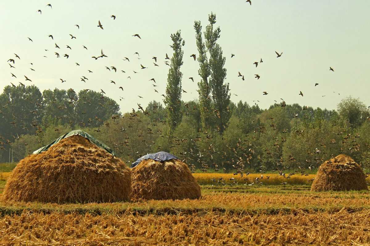 Photos: Paddy harvesting in Kashmir