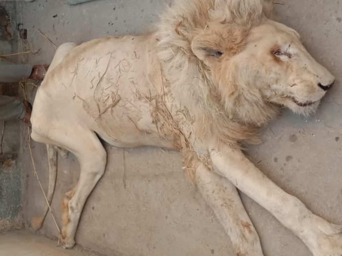 Netizens furious after visuals emerge of animals starving to death in  Karachi Zoo