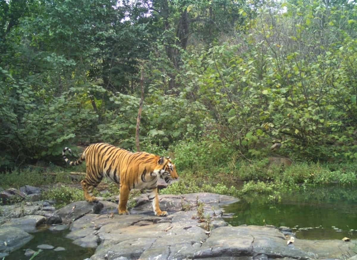 Tiger Census begins in Bandipur National Park in K'taka