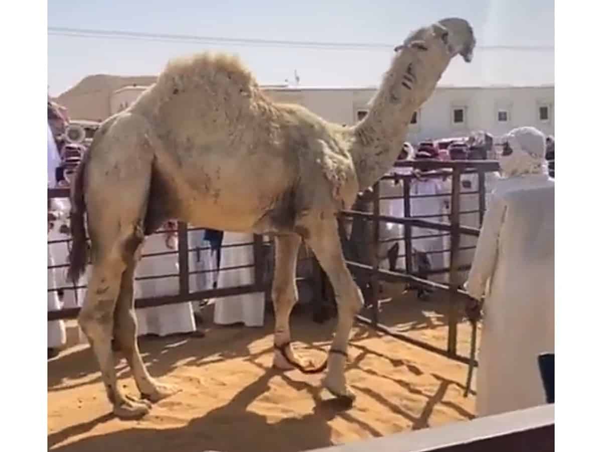 Video: Rare camel sold for Saudi Riyal 7 mn in Saudi Arabia