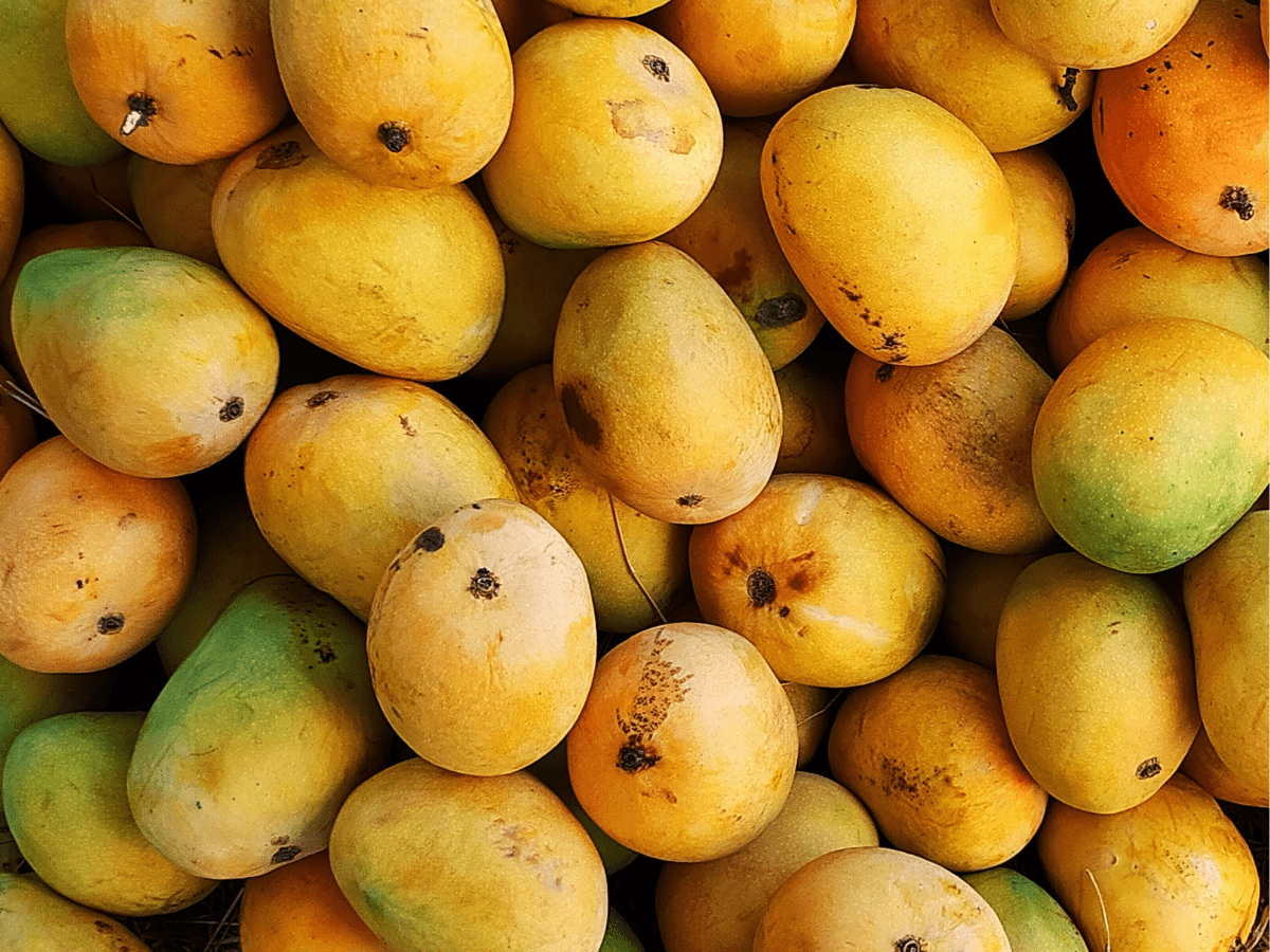Hyderabad: 4800 kg mangoes seized, 2 arrested for artificial ripening