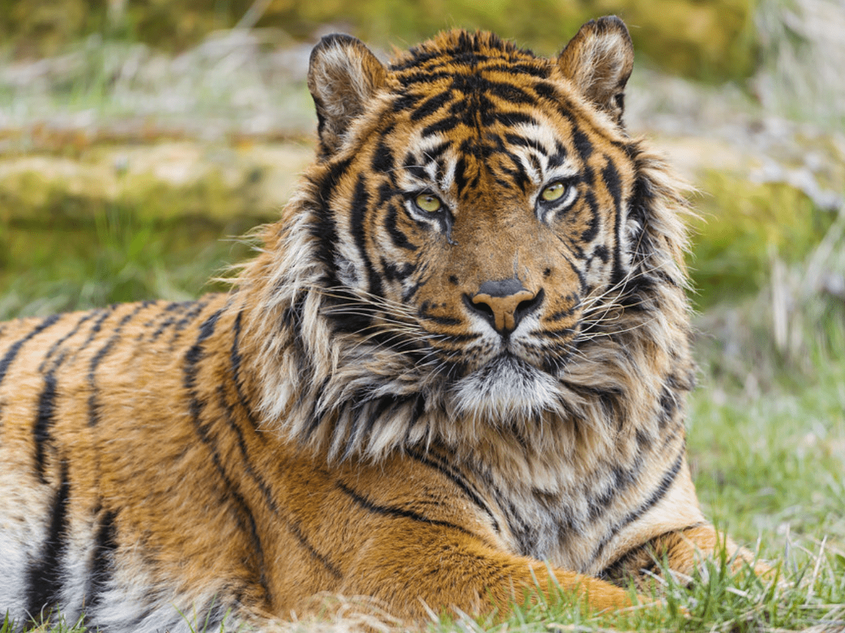 Telangana forests rolling out red carpet to tigers from Maharashtra with  increased green cover