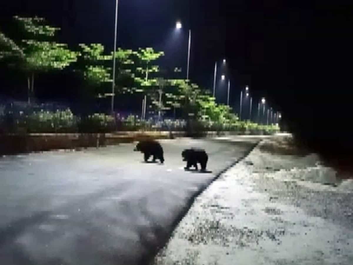 Bear caught in Andhra Pradesh dies on way to Visakhapatnam's zoo