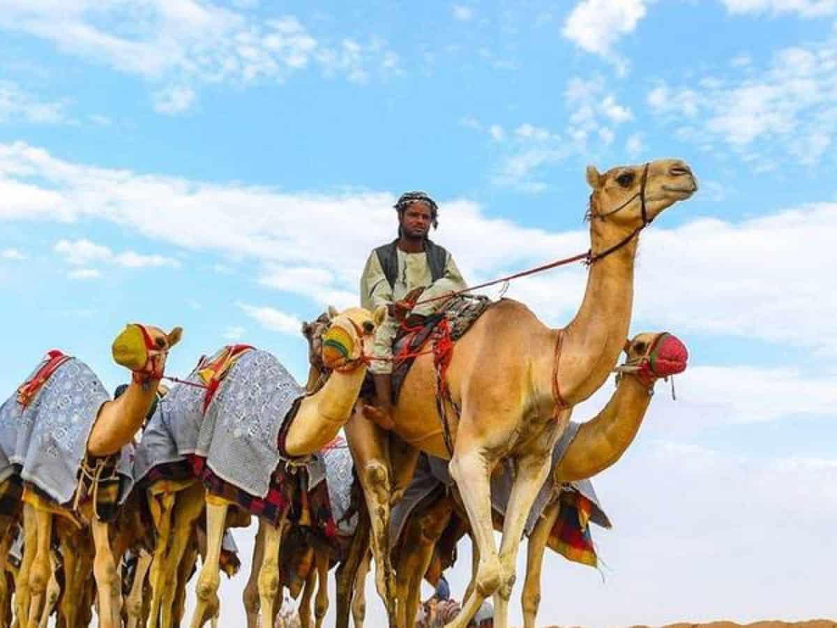 Saudi Arabia: Crown Prince Camel Festival to kick off on July 23