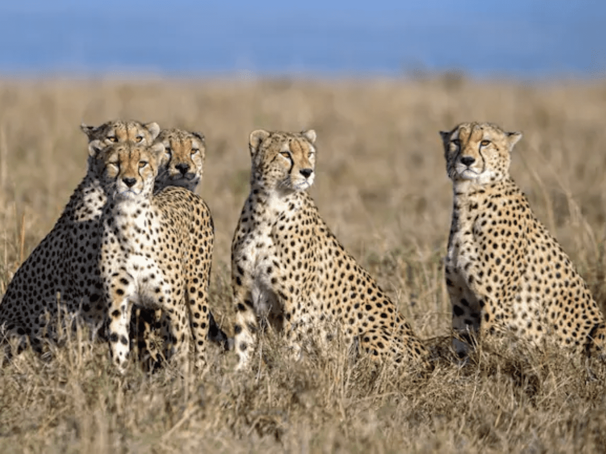 MP: Six leopards enter enclosure meant for cheetahs coming from Africa