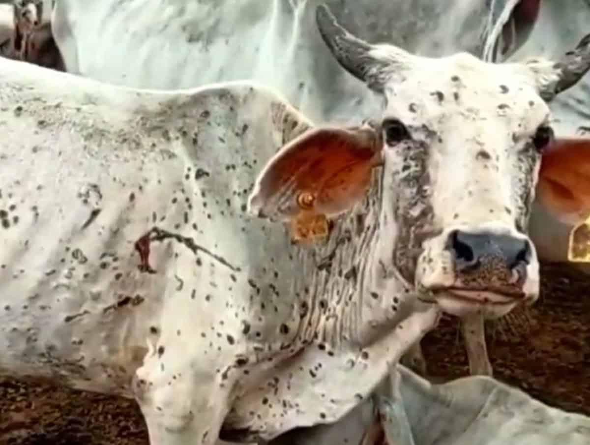 Punjab procures 66,666 doses of goat pox vaccine