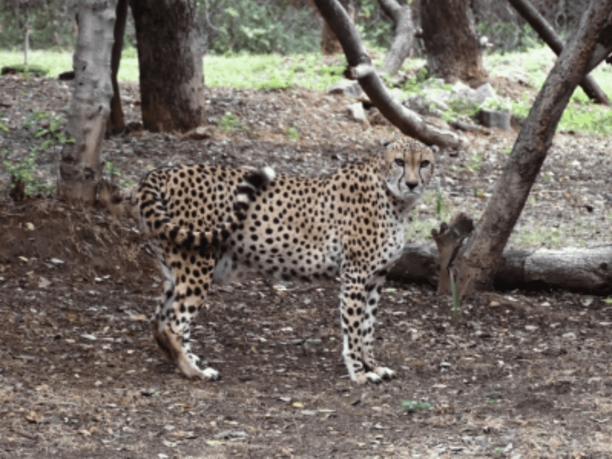 Hyderabad Zoo houses cheetah gifted by Saudi Arabia