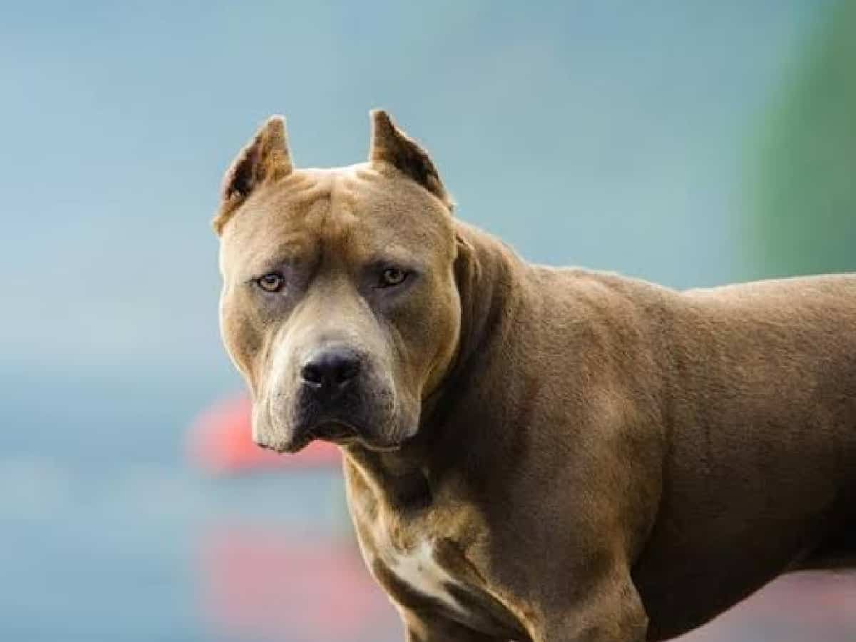 Panchkula municipal body bans pitbull, rottweiler dog breeds as pets