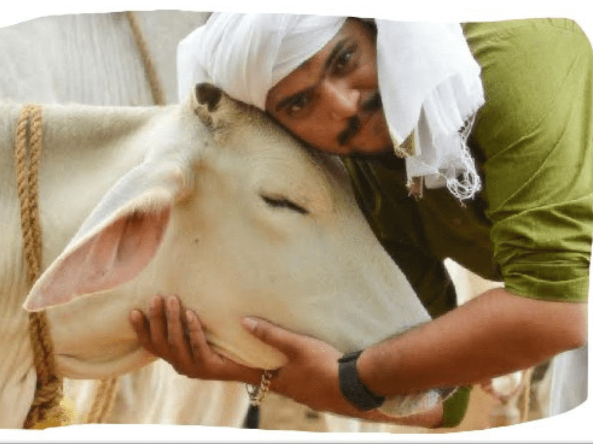 Cow Hug Day or Valentine's?: Centre asks Indians to hug cows on Feb 14