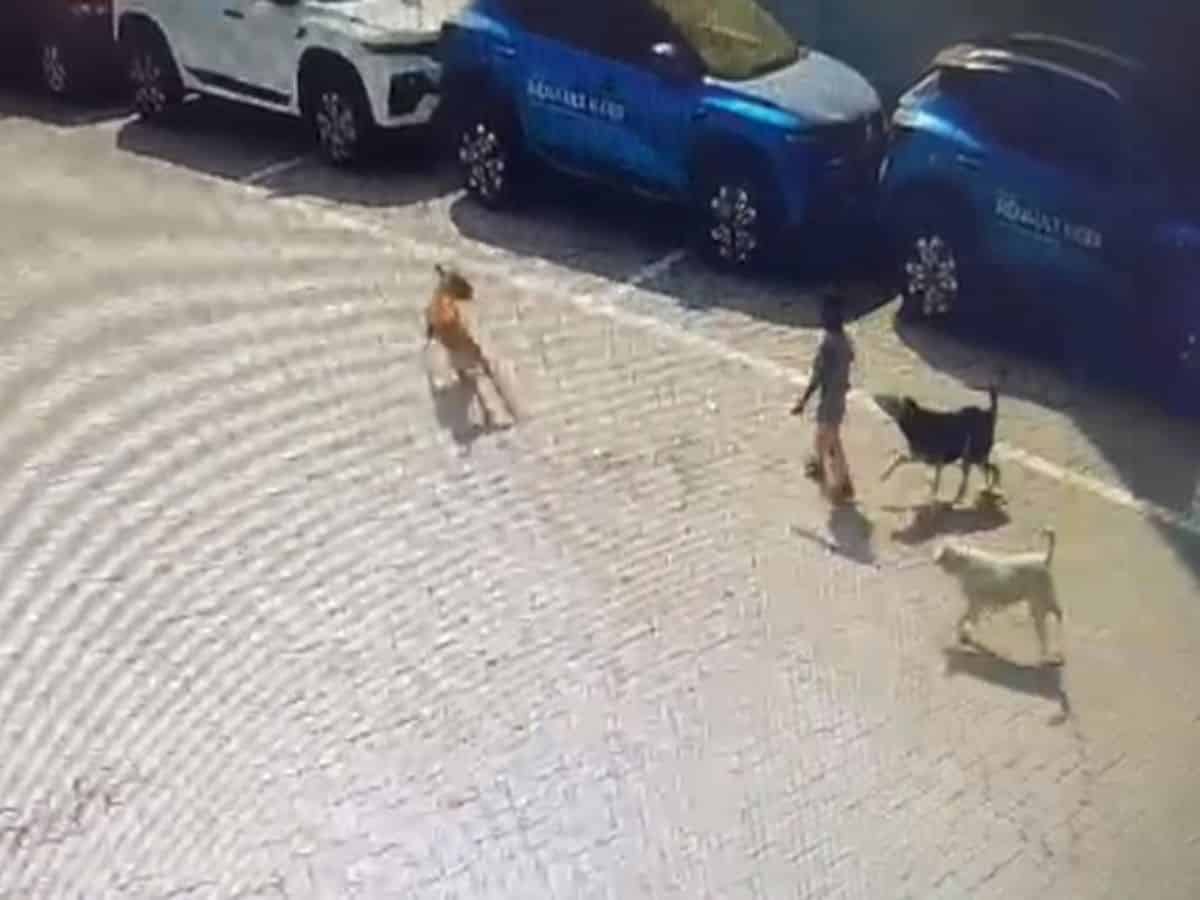 Hyderabad: Police seeks legal opinion in stray dogs attack on child incident