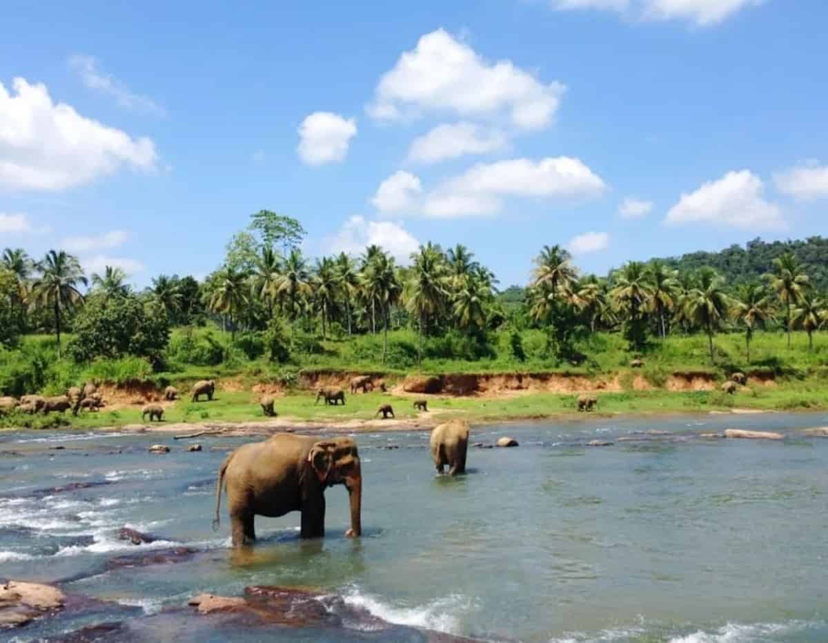 sri lanka tourism earnings