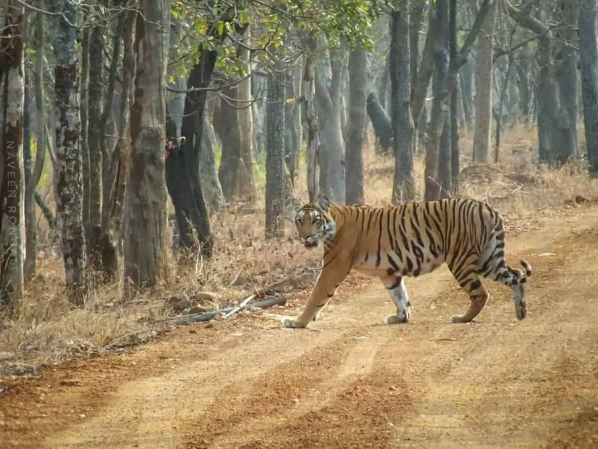 india tiger safari cost
