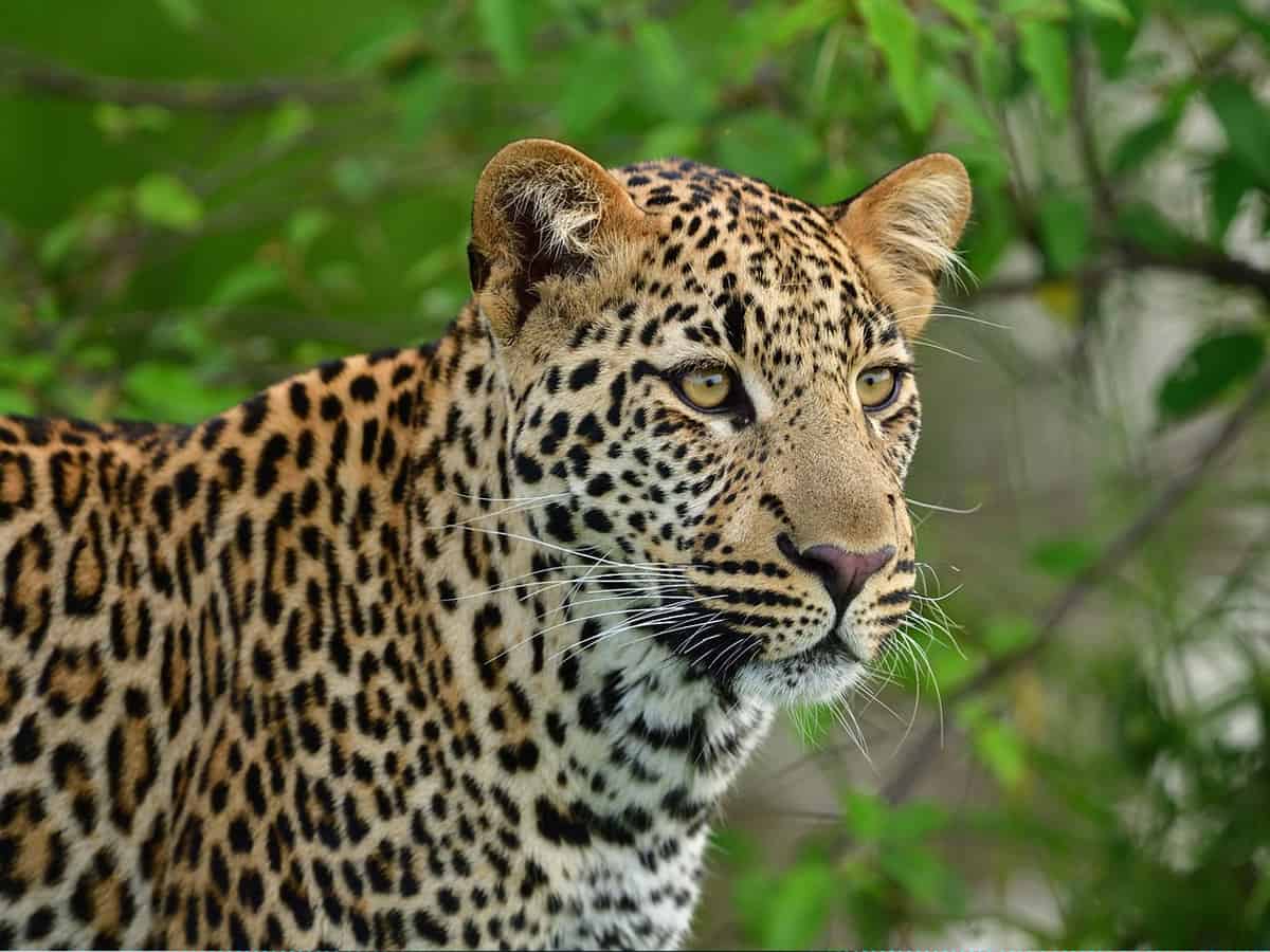 Telangana: Heatwave kills leopard in Narayanpet
