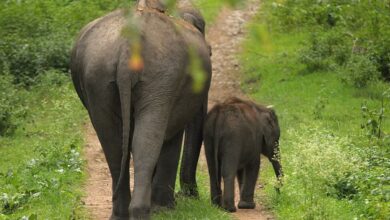 Three elephants die of goods train collision in North Bengal