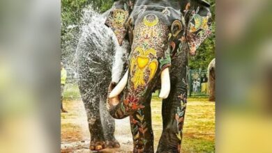 majestic elephant Arjuna