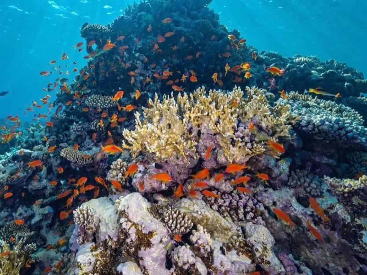 World's largest coral restoration project unveiled in Saudi