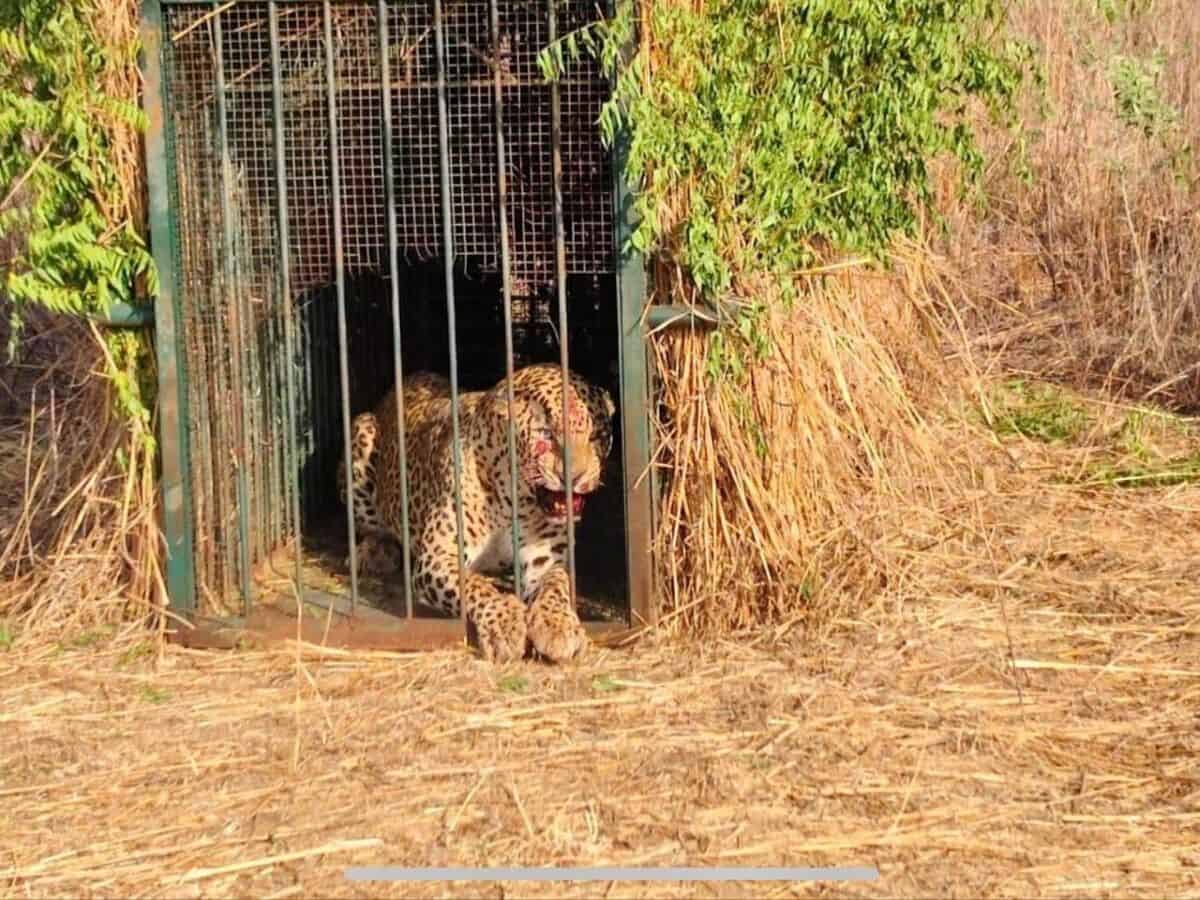 Leopard trapped at Hyderabad Airport released into tiger reserve