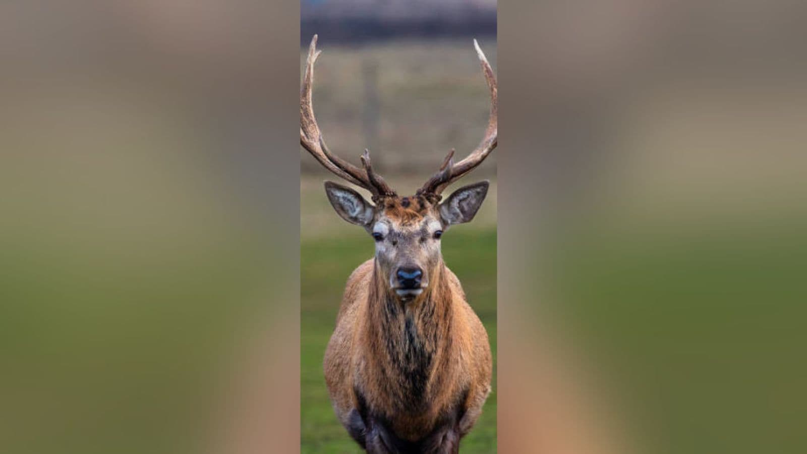 Three booked for hunting deer in Hyderabad’s Malakpet